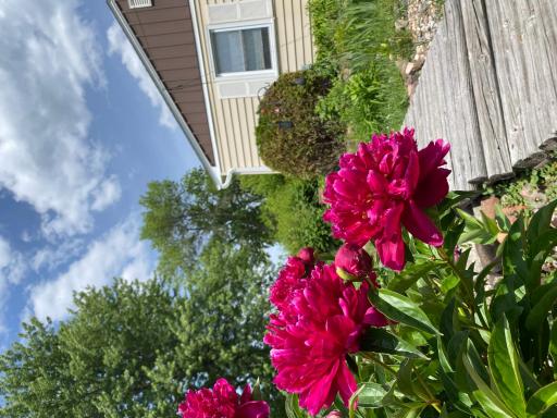 Deep pink peonies create a striking garden accent near the home's front exterior.