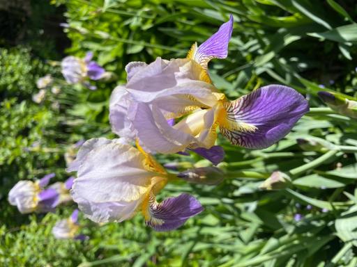 Purple iris blooms showcase the variety of mature perennials planted around the property.