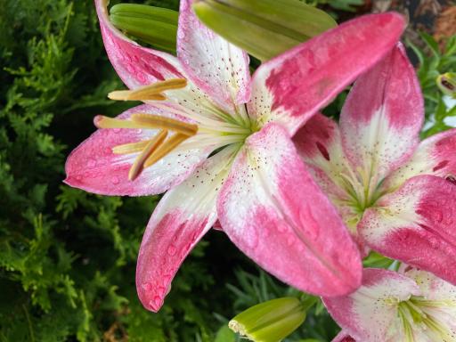 Colorful pink lilies add seasonal beauty to the property's established perennial gardens.