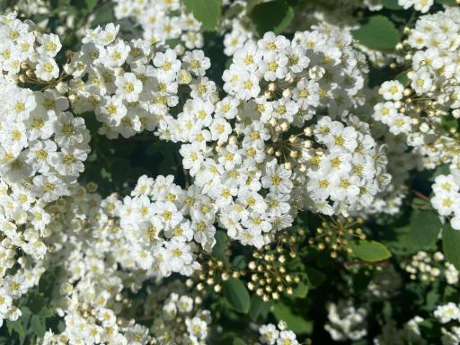 White flowering perennials add texture and seasonal color to the established landscaping.