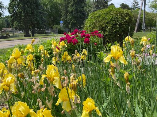 Mixed perennial flowers create a colorful garden display with mature plantings and seasonal interest.