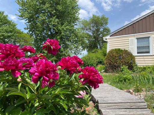 Blooming peonies and mature foundation landscaping enhance the home's welcoming curb appeal.