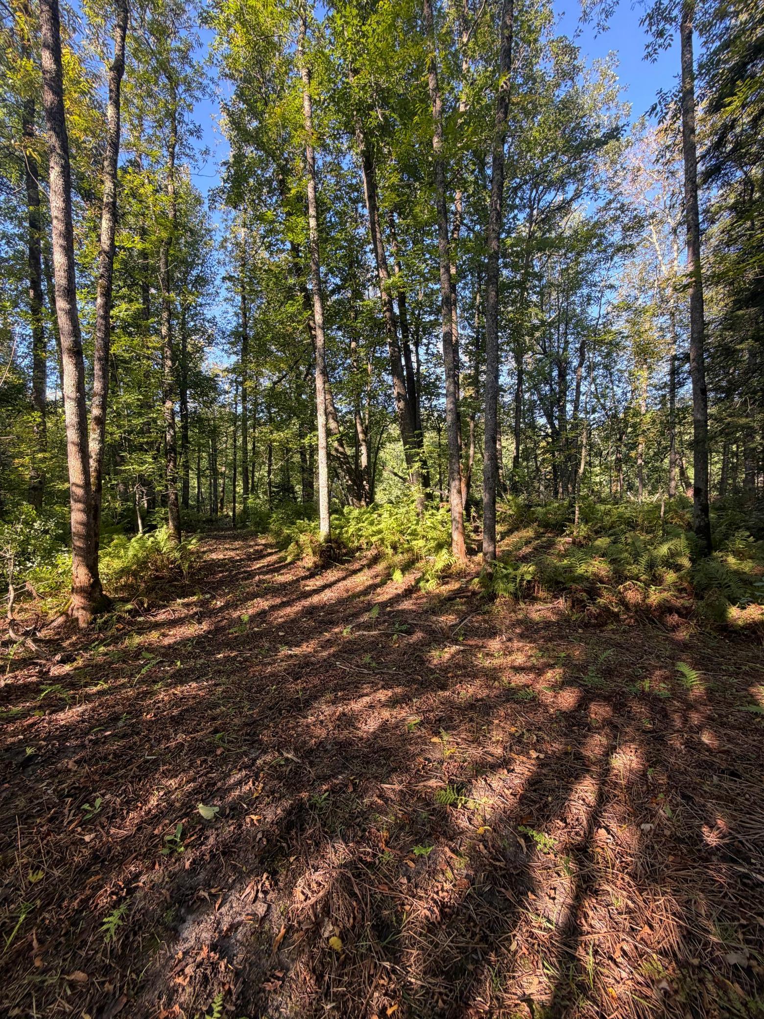 Photo 25
