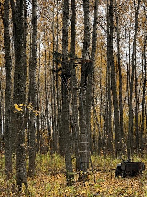 Hunting stand on the neighboring county land. This one and several more.