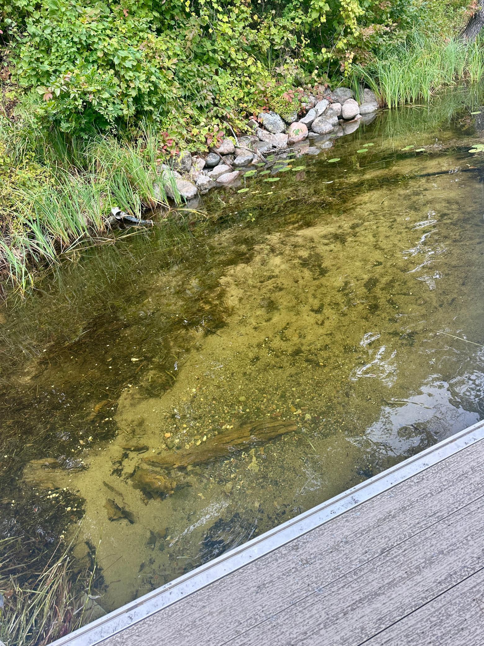 Water is low this year, so some weeds
