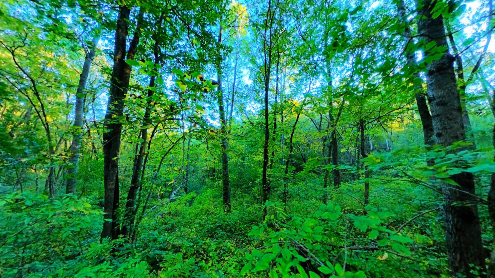 In Woods