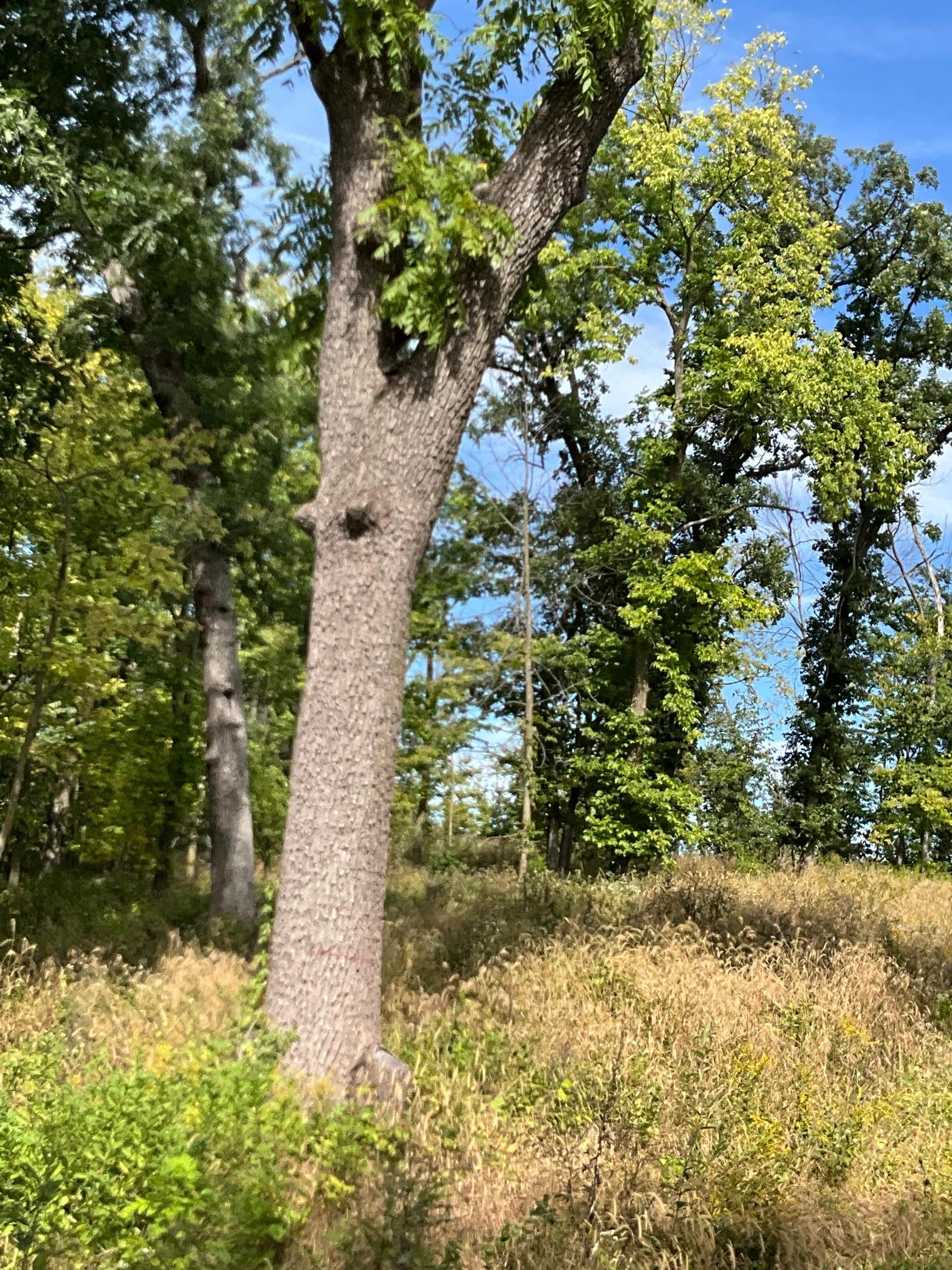 Property photo for TBD Twin Bluff Lane S, Stockholm, WI 54769