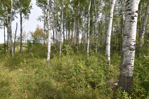 DSC_0012.JPG