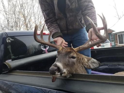 Lakewooddeer#1.jpg