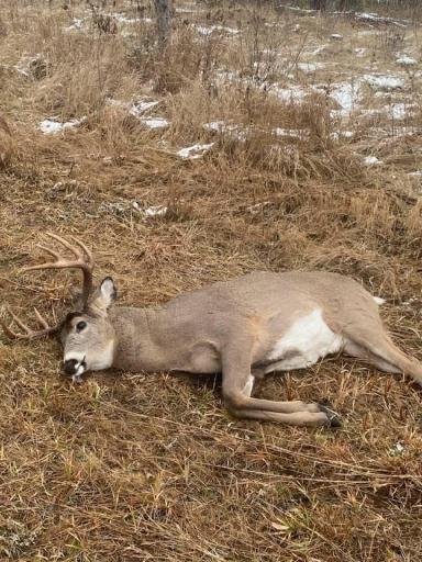 Lakewooddeer#3.jpeg