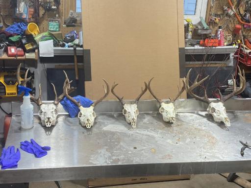 lakewooddeer#4.jpeg