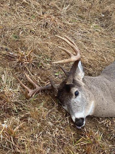 Lakewooddeer#5.jpeg