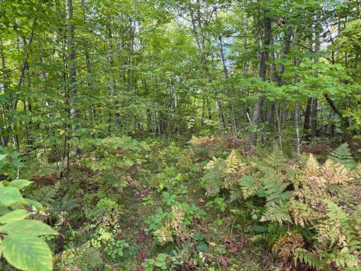 Lots of trails, and yes they need someone with a chainsaw to make them shine again. They haven't been cleaned up from storms earlier this year.