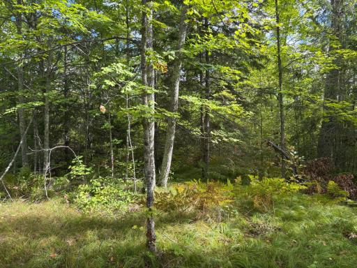 No logging has been done and their is a nice mix of hard and soft woods throughout the land.