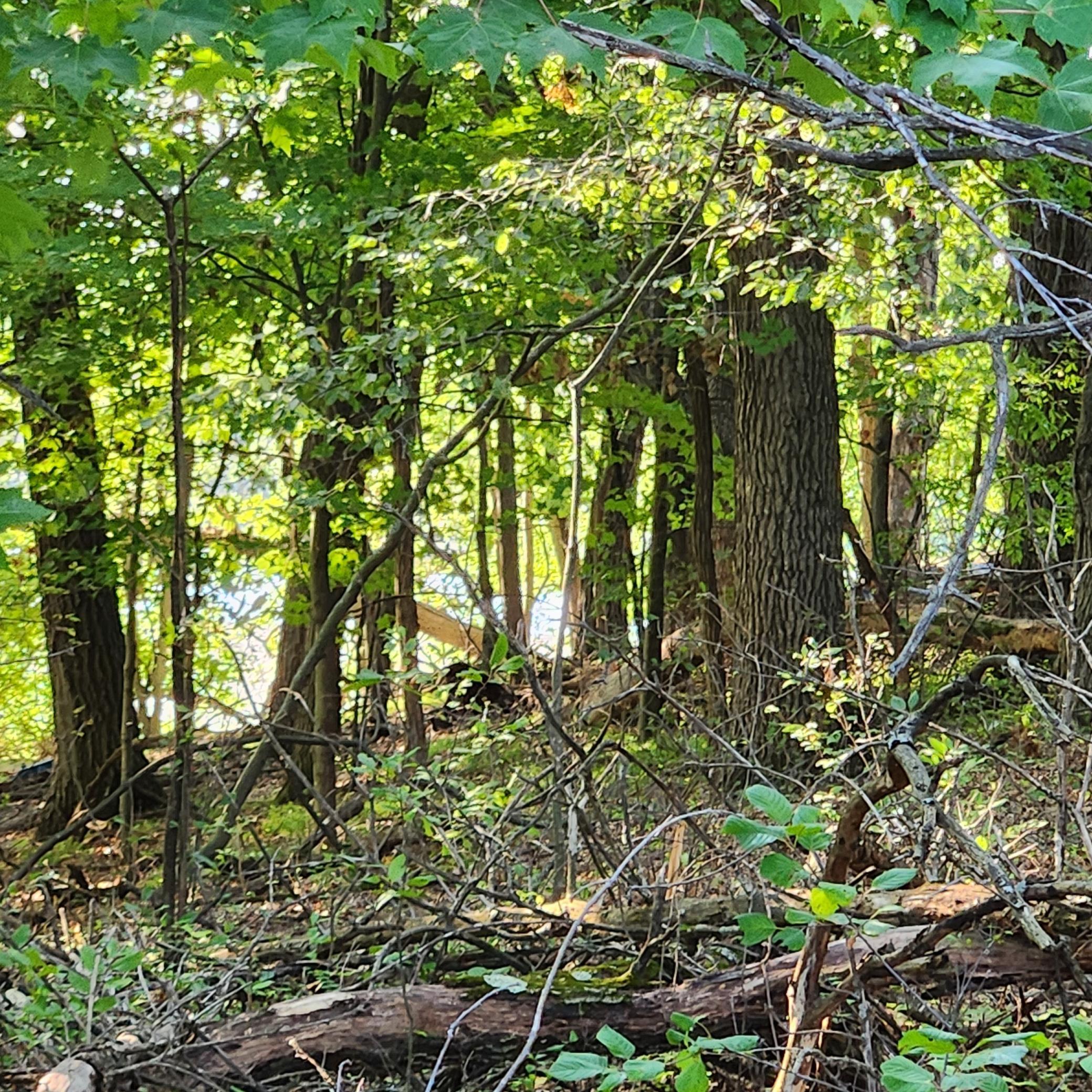 Property photo for TBD 241st Lane, Bethel, MN 55005