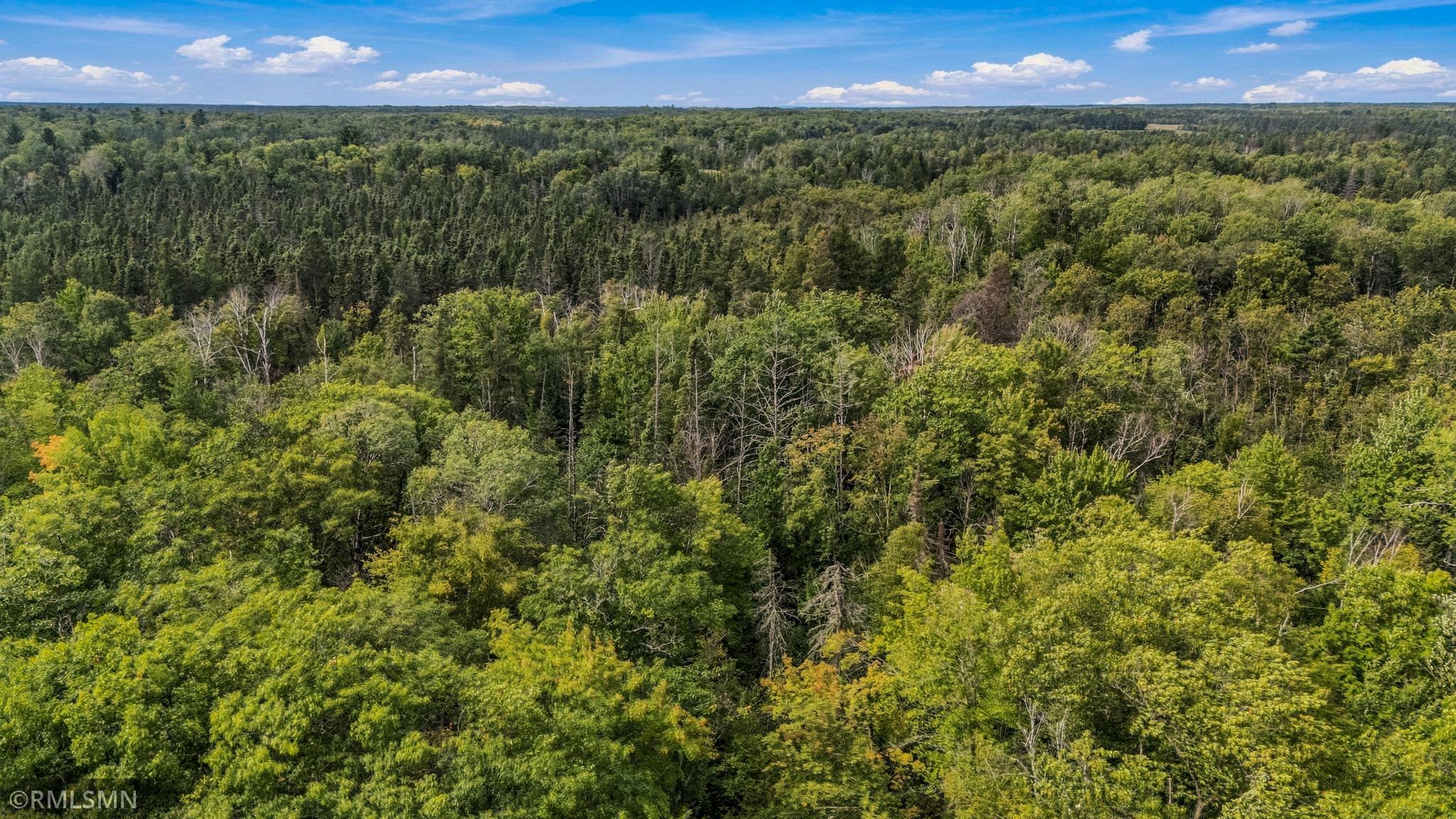 closer view of trees