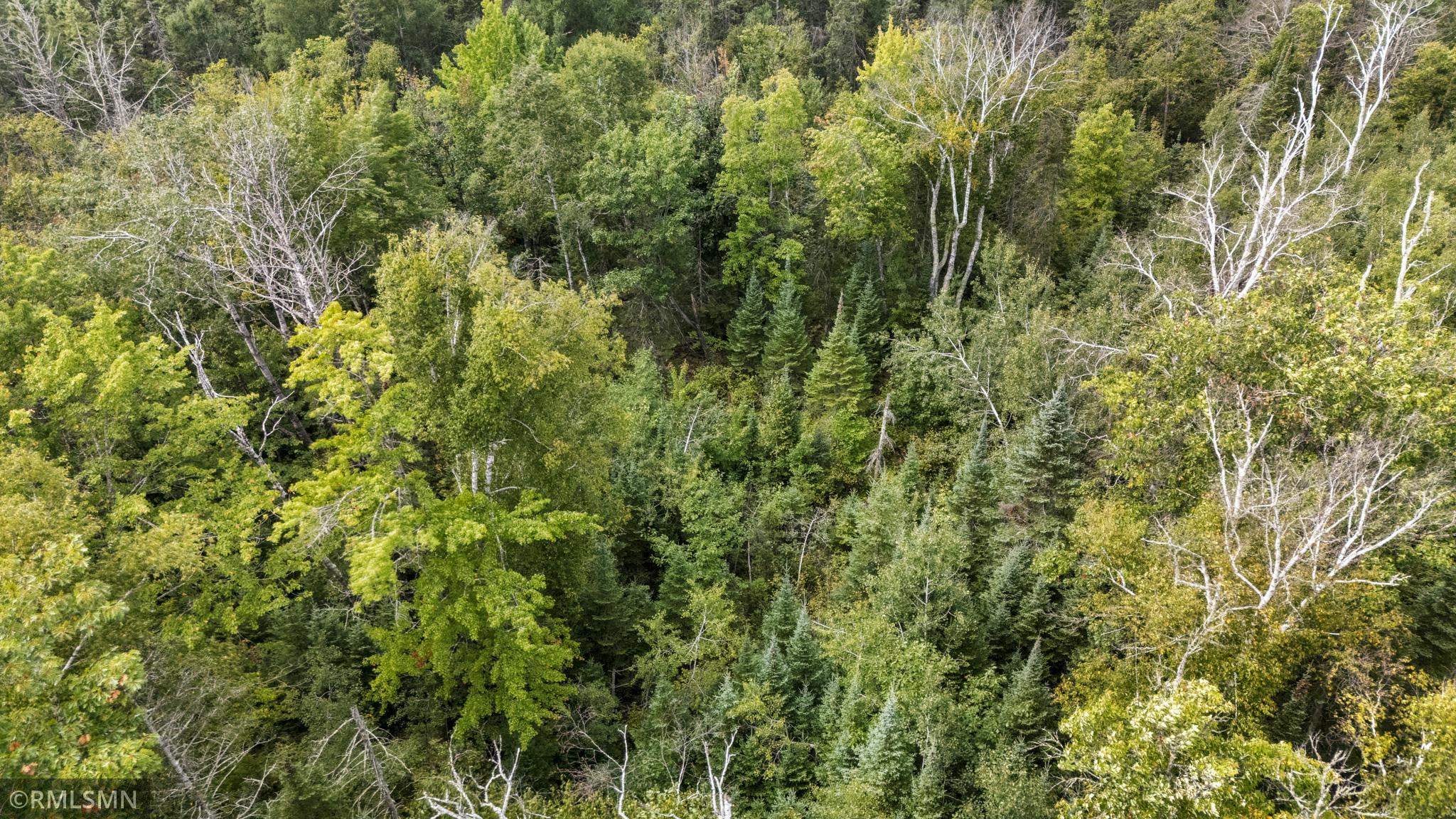 pine- poplar-birch -