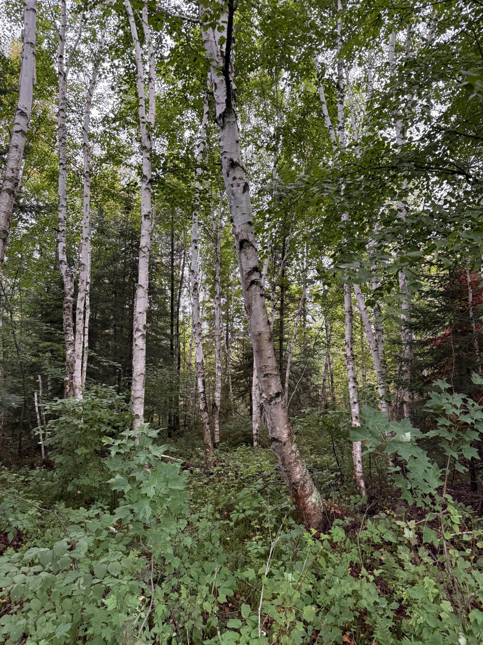Photo 29