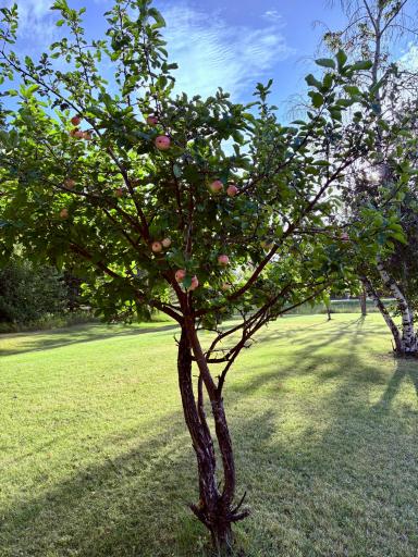 Apples