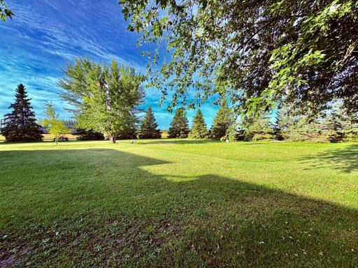 Back yard
