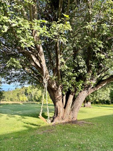 Beautiful mature trees