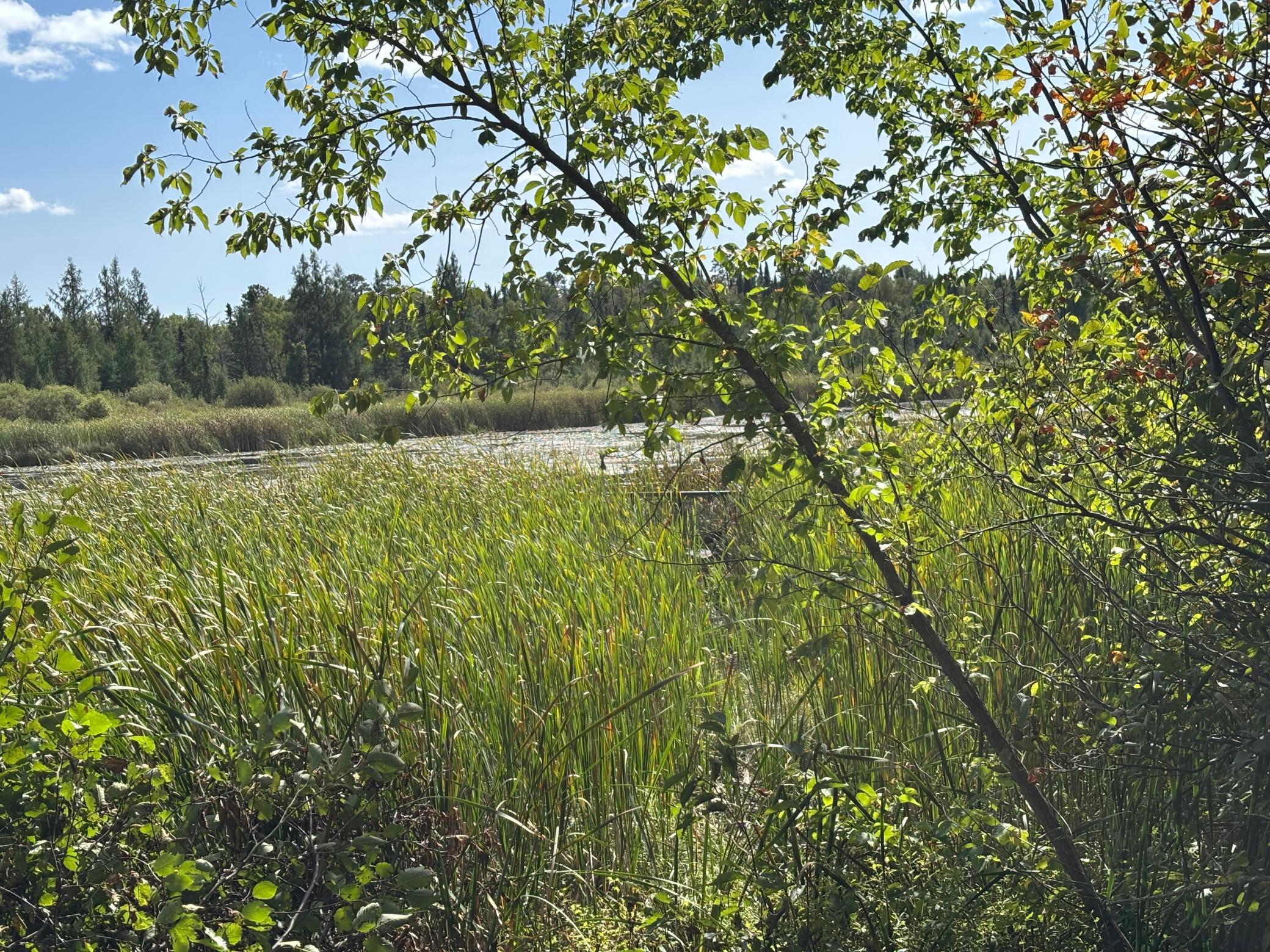 Duck Blind