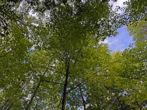 Maple, Oak, Pine trees