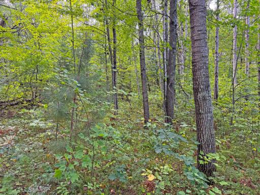 Peaceful woods