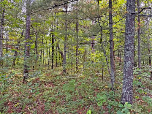 The woods are peaceful and private