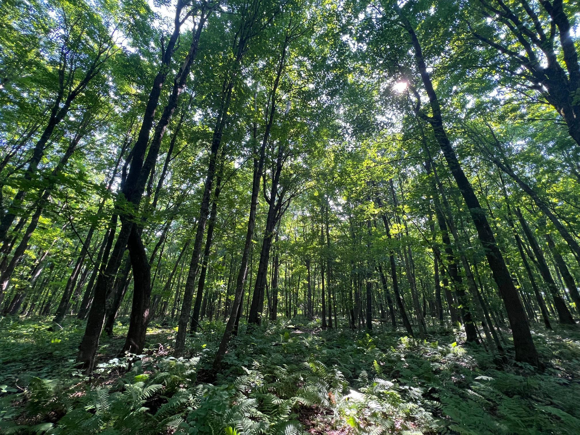 Maples