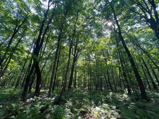 LOT 4 Smith Road, Couderay, WI 54828