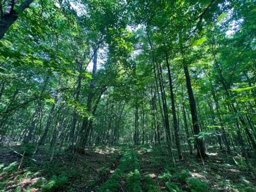 LOT 4 Smith Road, Couderay, WI 54828