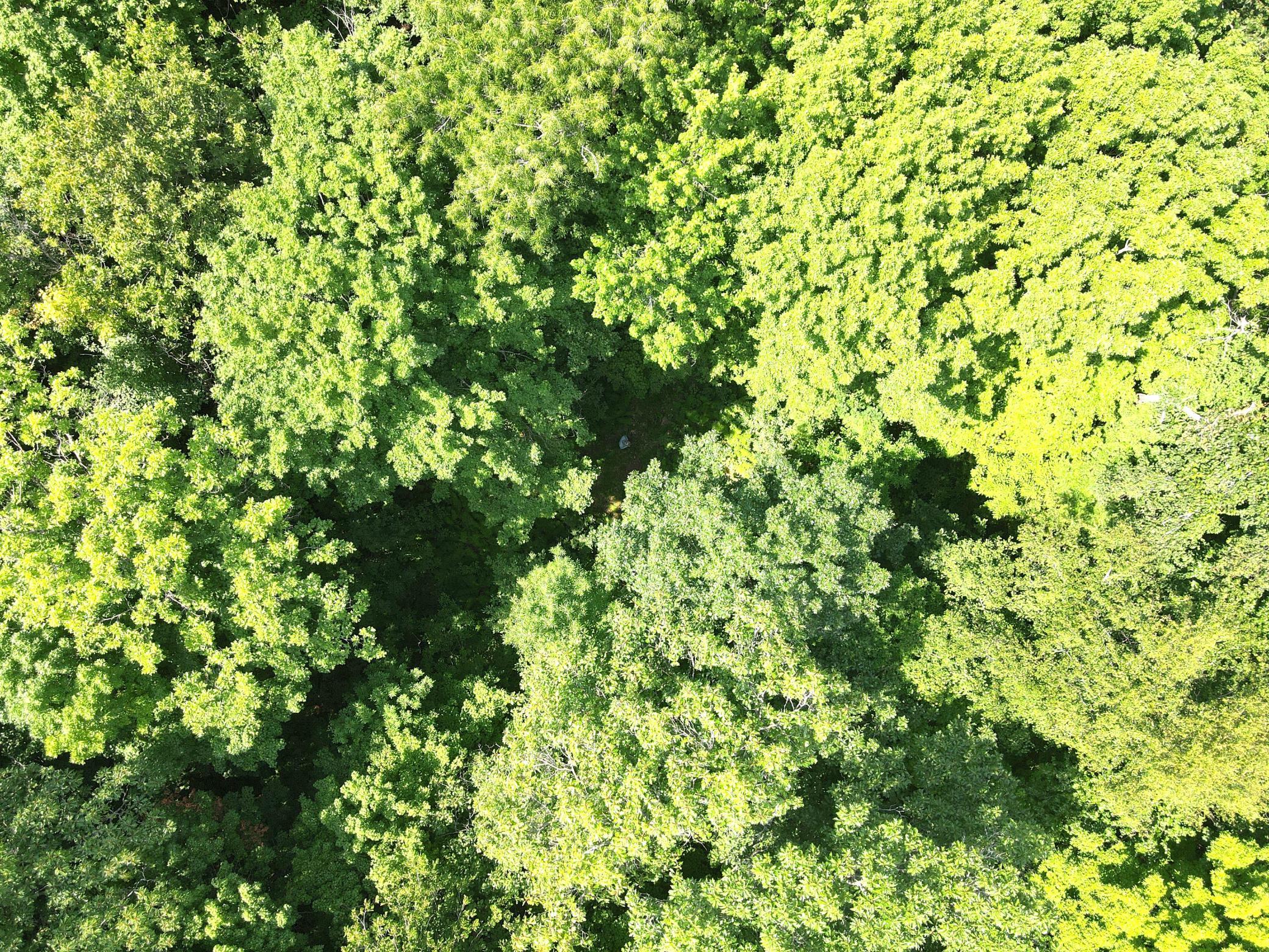 Huge Maple and Oak dominate the ridge