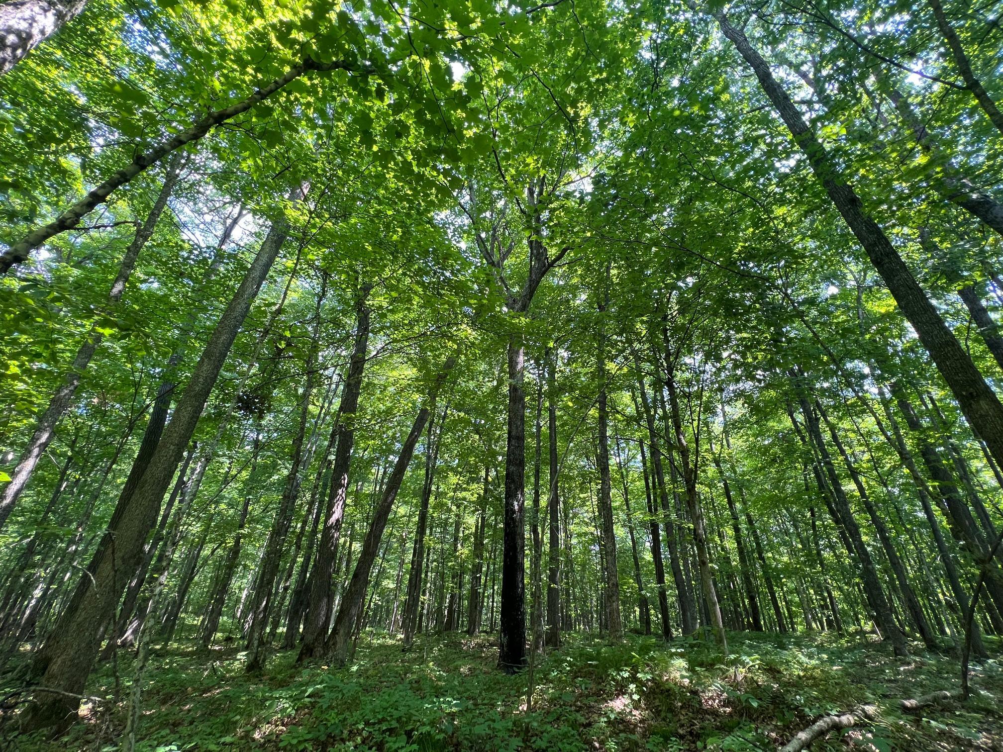 Huge maple and oak