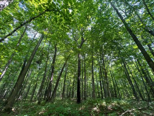 LOT 4 Smith Road, Couderay, WI 54828