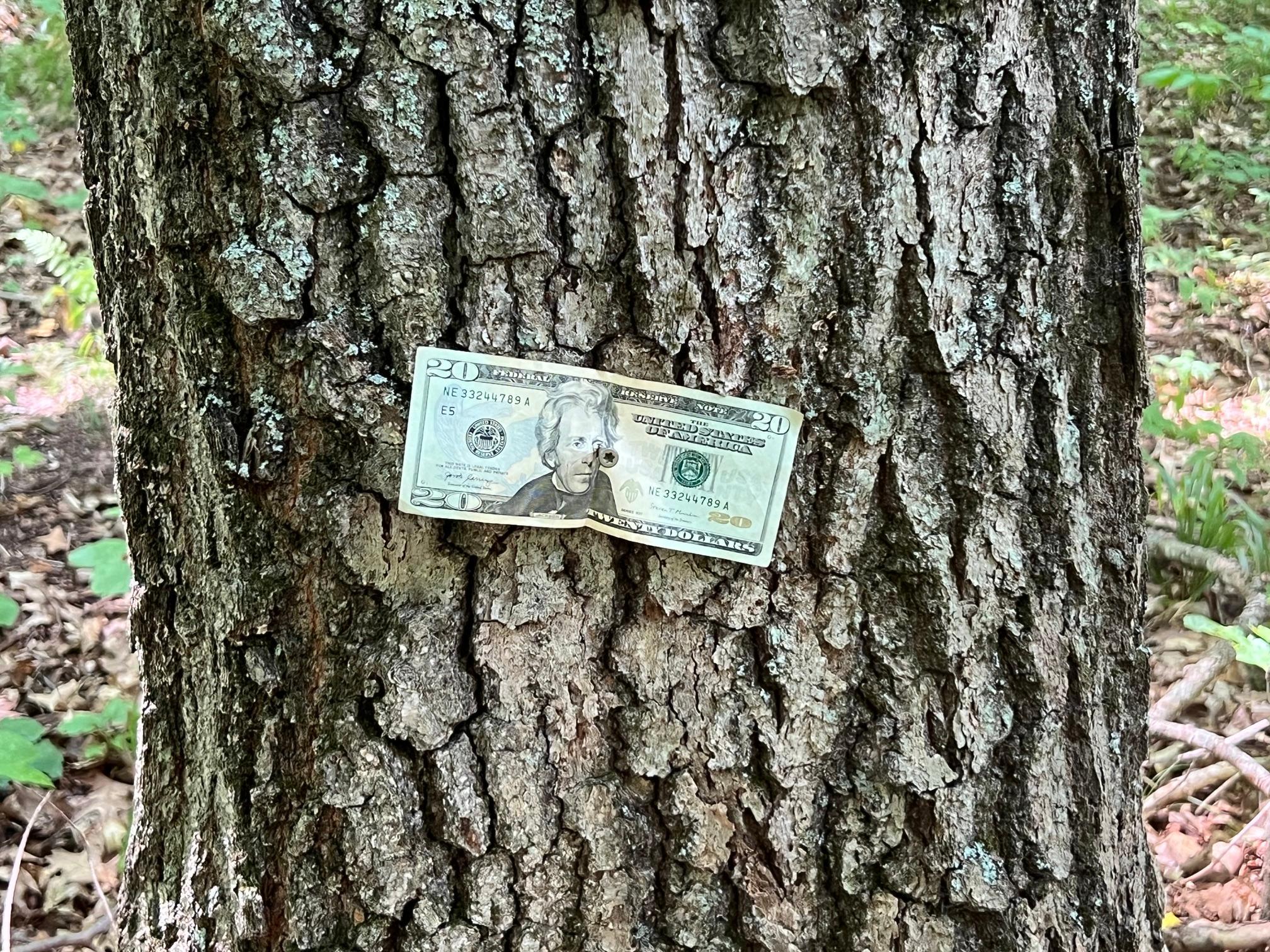 Big time maples