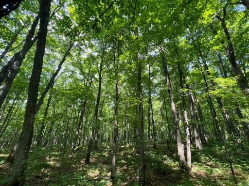 LOT 4 Smith Road, Couderay, WI 54828