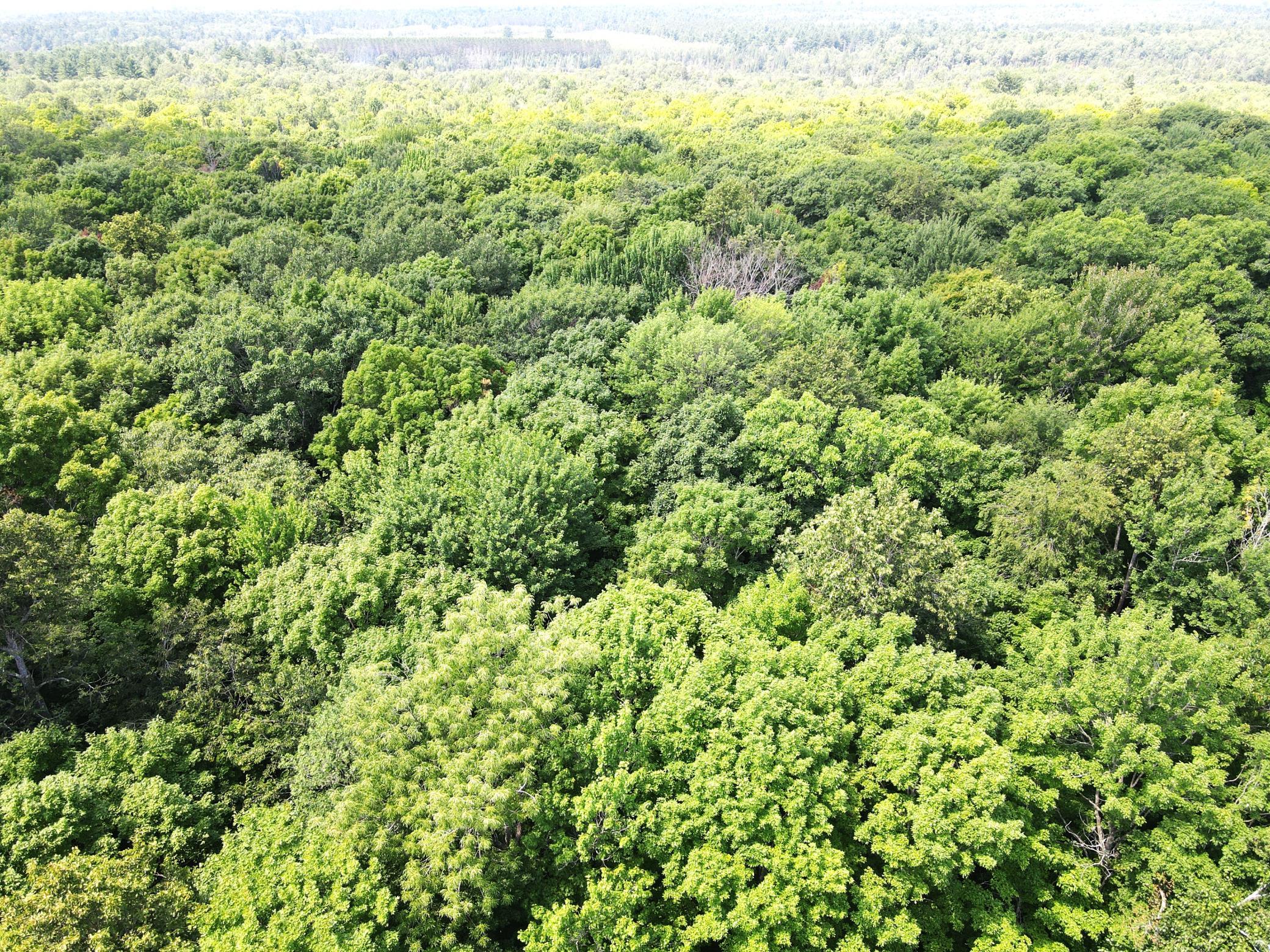 Healthy forest