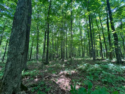LOT 4 Smith Road, Couderay, WI 54828