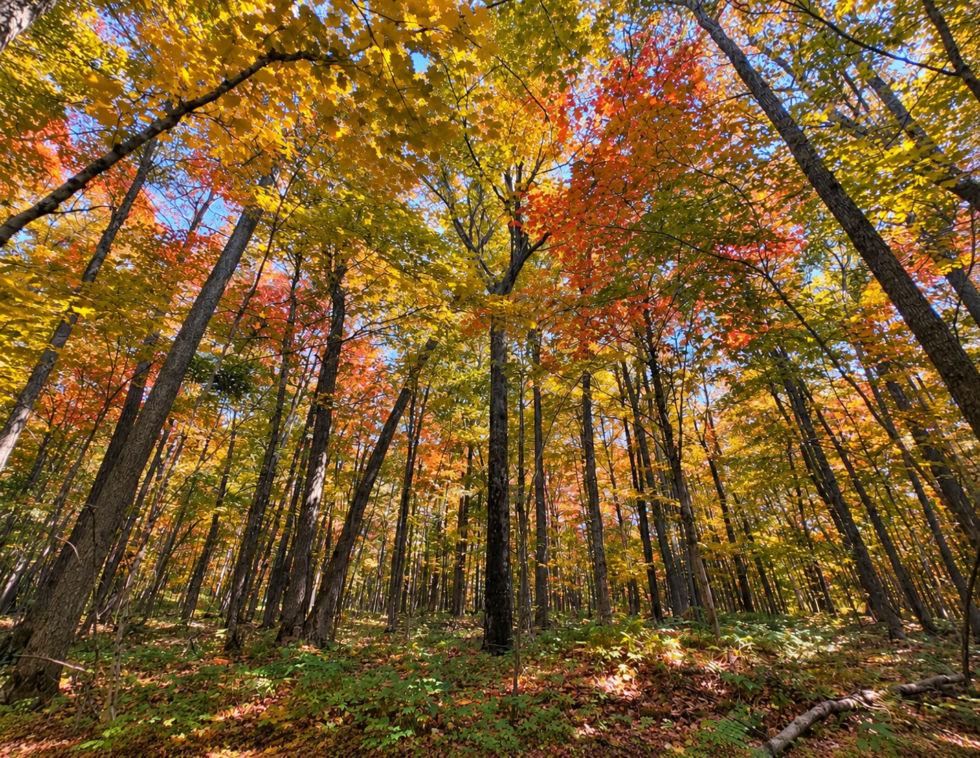 Huge Oaks and Maples
