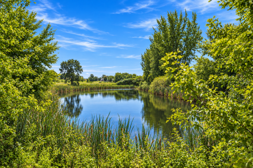 Pond AI photo.png