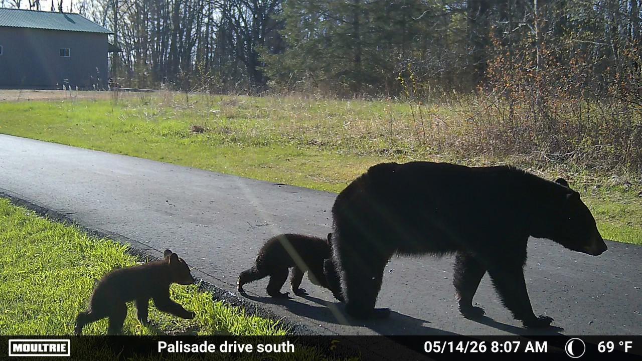 Black Bear.jpg