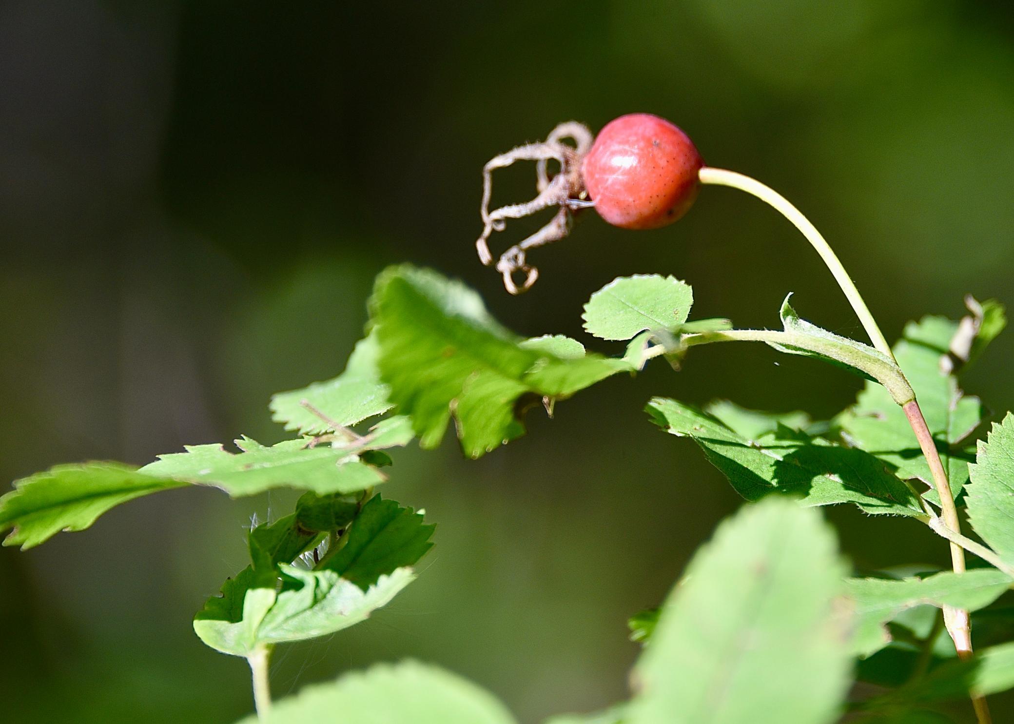 DSC_5340.JPG