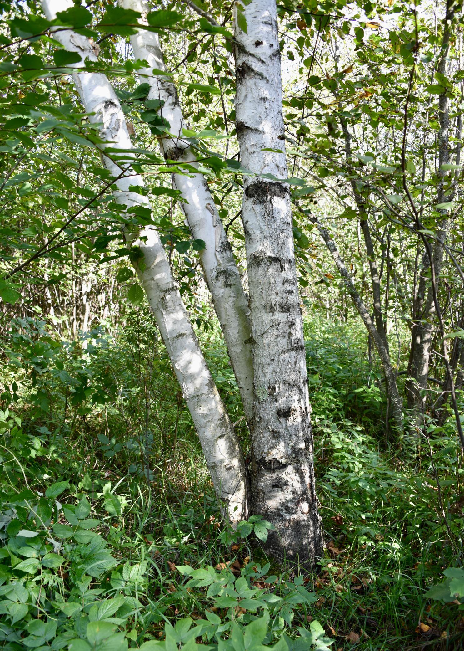 DSC_5341.JPG
