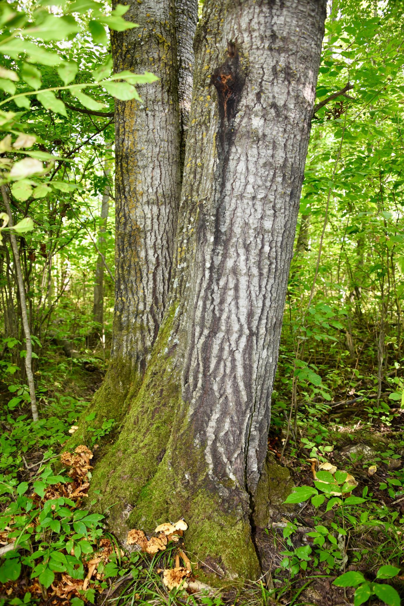 DSC_5333.JPG