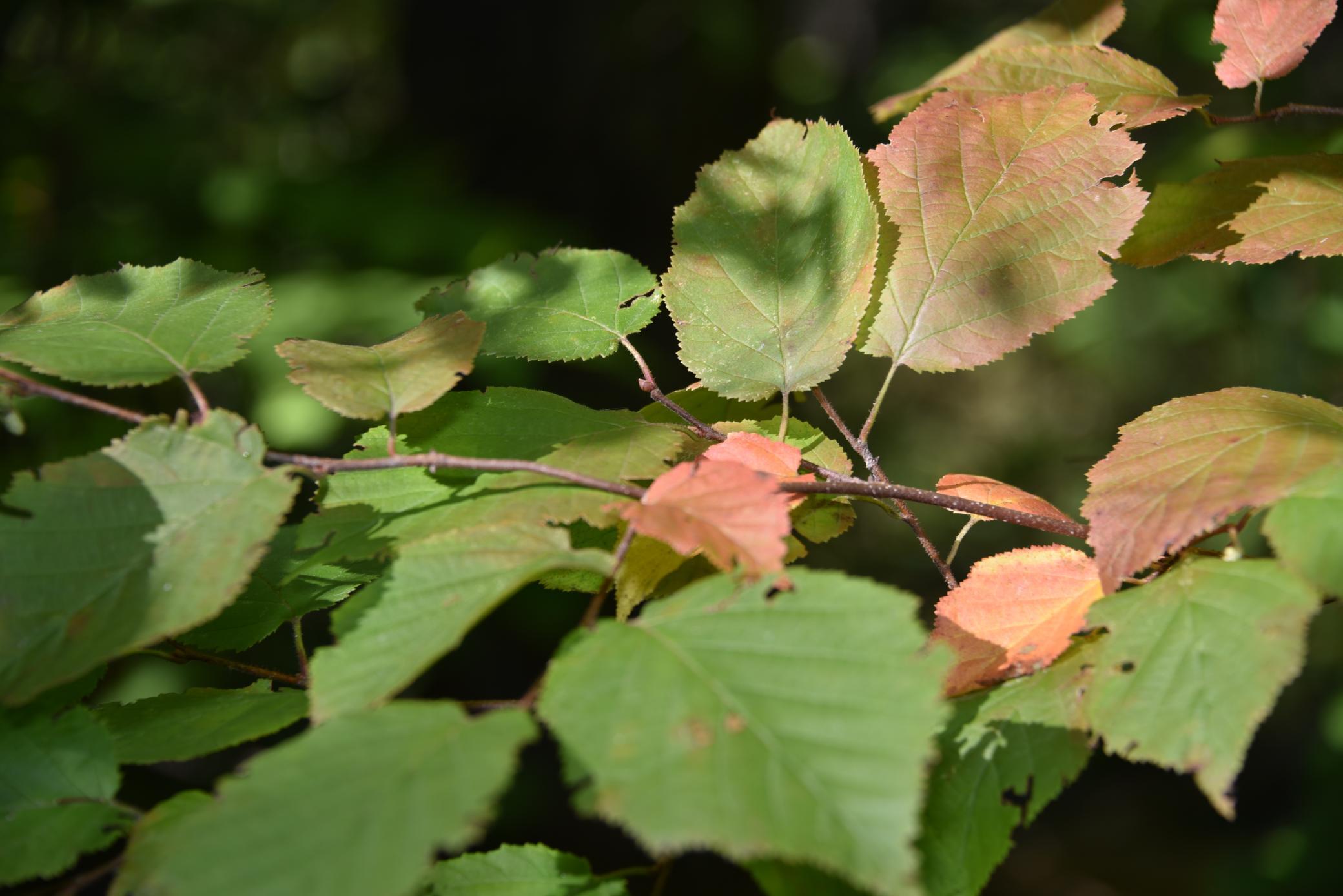 DSC_5338.JPG