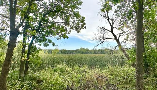 With a little work you could open up a path through the cat tails for river recreation.