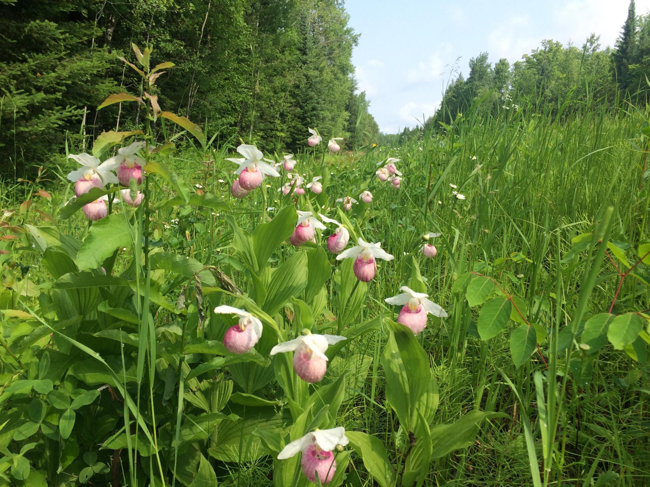 Lady slippers.jpg