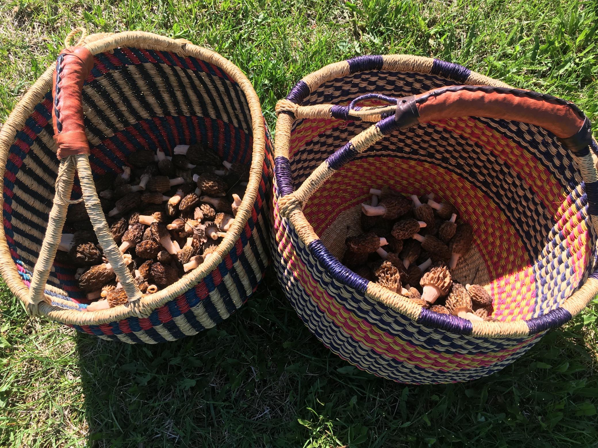 Morel Mushrooms.jpg