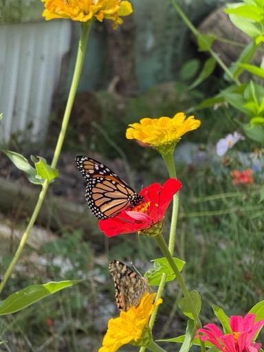 Heirloom Plants & Flowers - Butterflies galore
